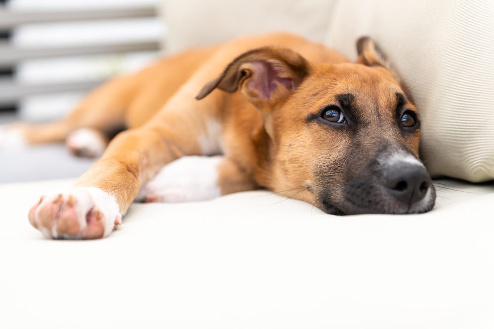 black mouth cur laying on couch