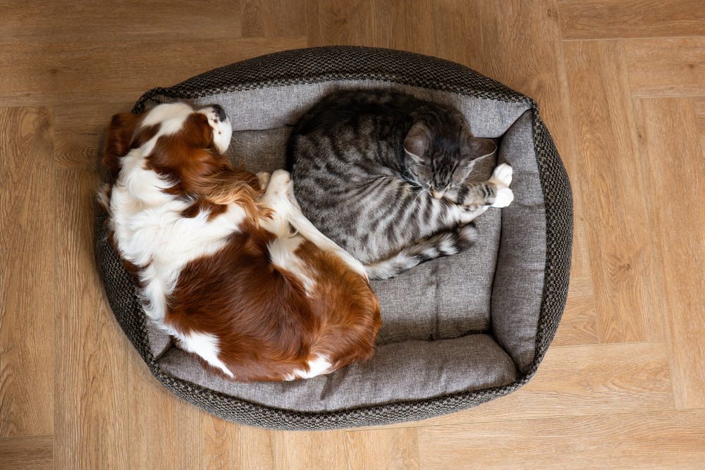 blenheim spaniel shares bed with cat