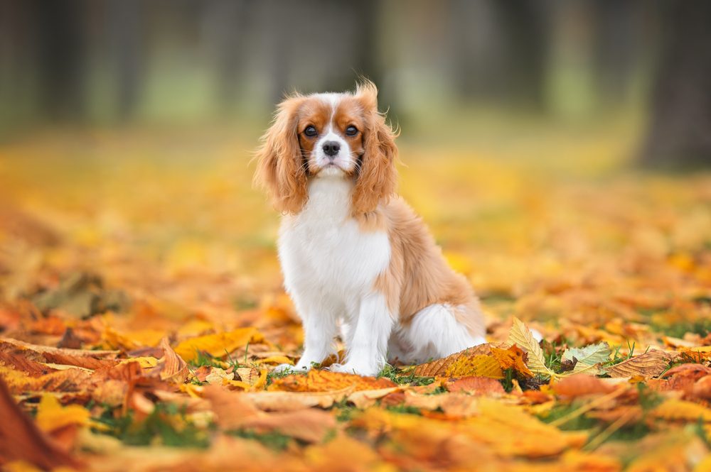 blenheim spaniel sits in yellow leaves