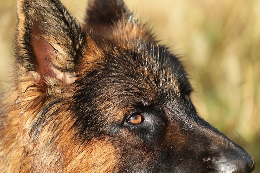 close up of german shepherd eye