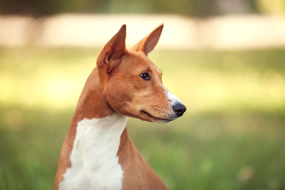 close up portrait of basenji