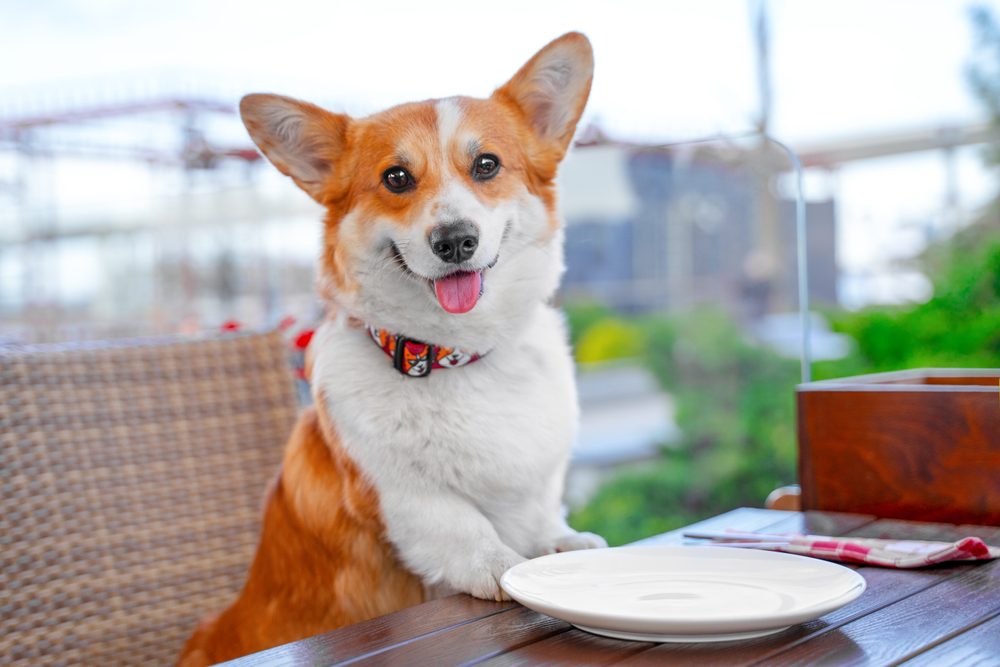 corgi standing at outdoor dining table