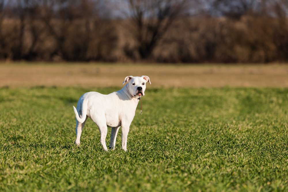 dogo argentino in a grassy field