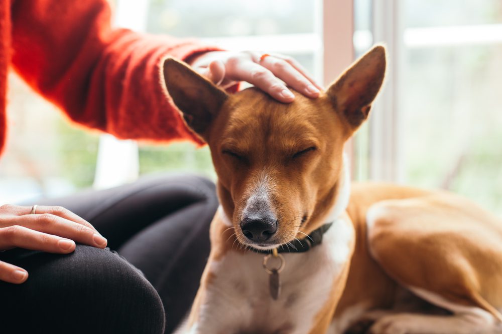 owner patting basenji head