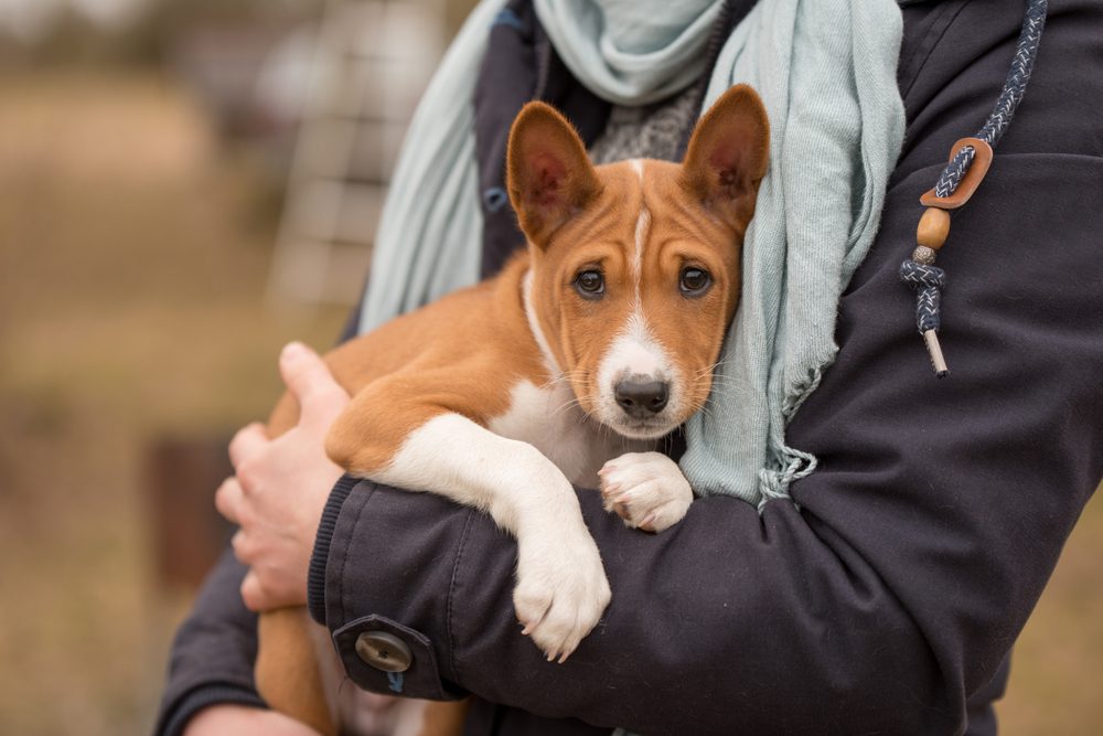 person holding basenji puppy