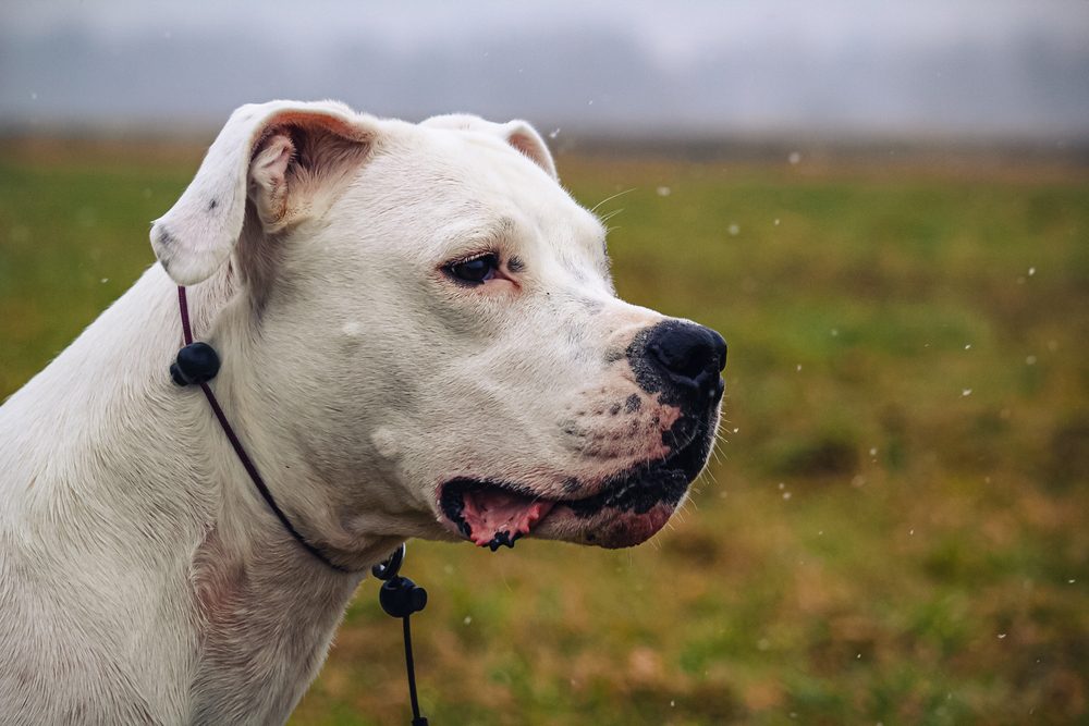 side profile of a dogo argentino