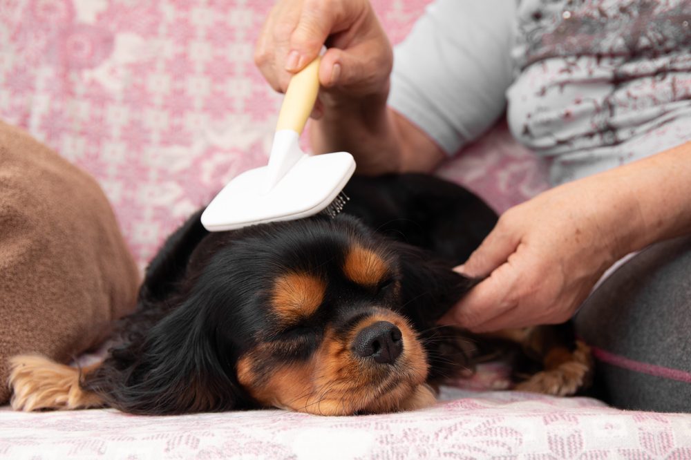sleeping black cavalier spaniel getting brushed
