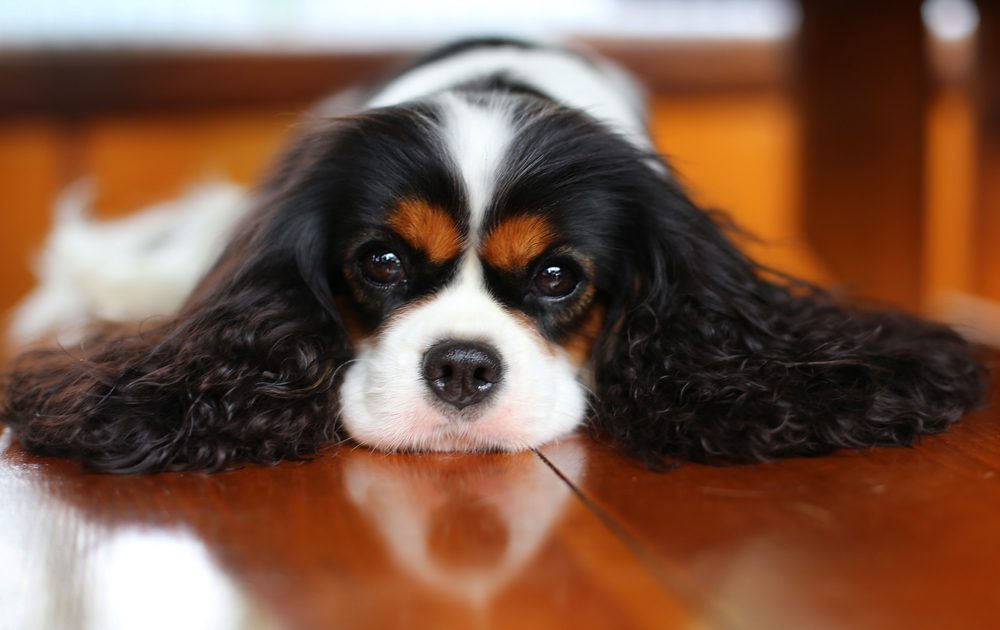 spaniel laying on hardwood floor