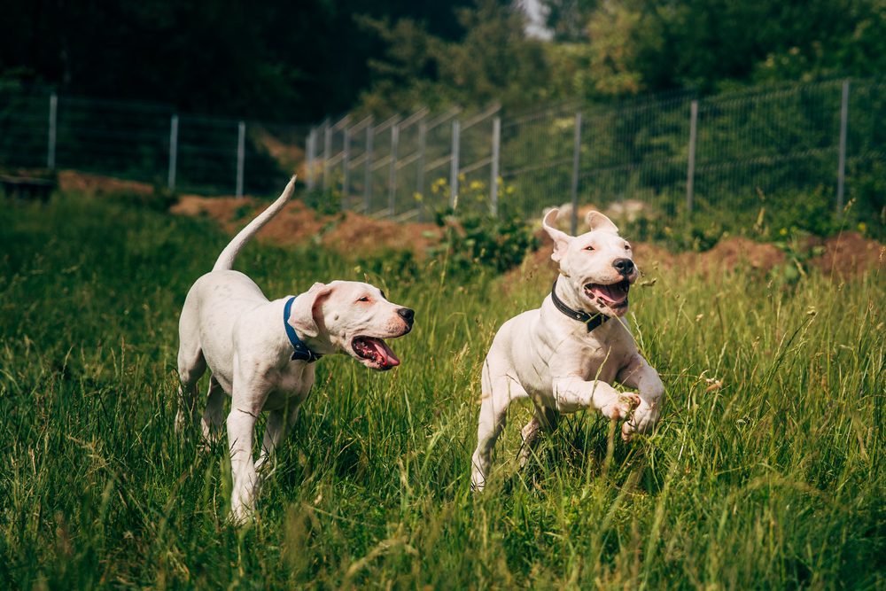 two argentino dogos running