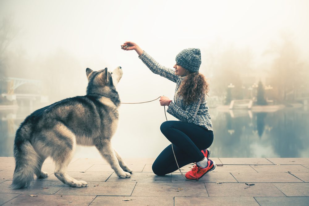woman training an alaskan malamute