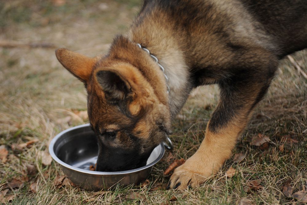 german shepherd eating from a bowl