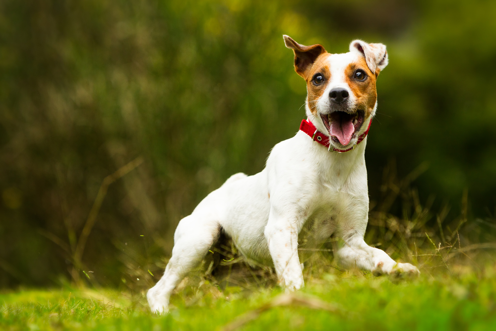 A,Colorful,Parson,Russell,Dog,Named,Jack,Levitates,Towards,The