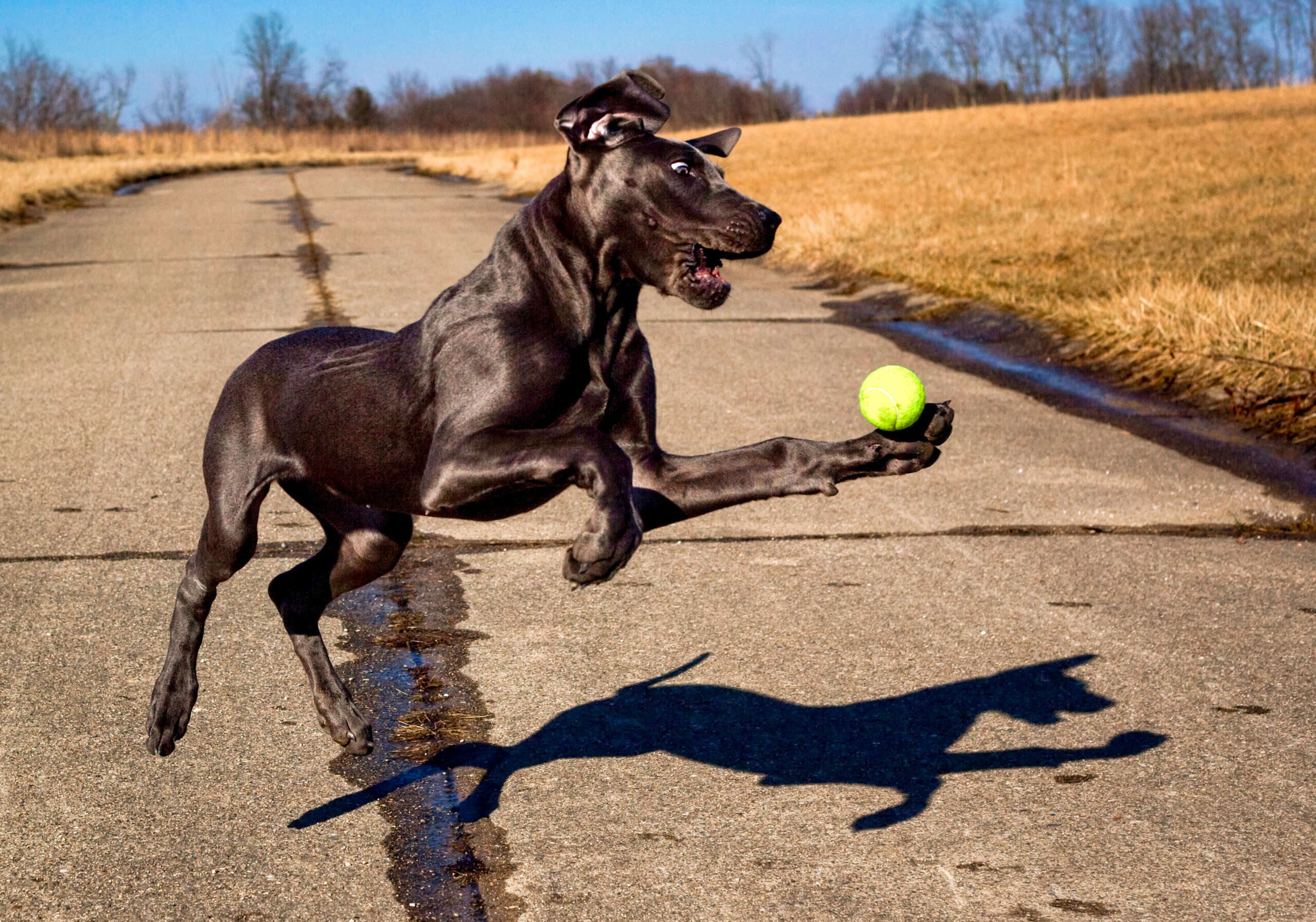 A,Ridiculous,Great,Dane,Puppy,Reaches,For,A,Ball,In