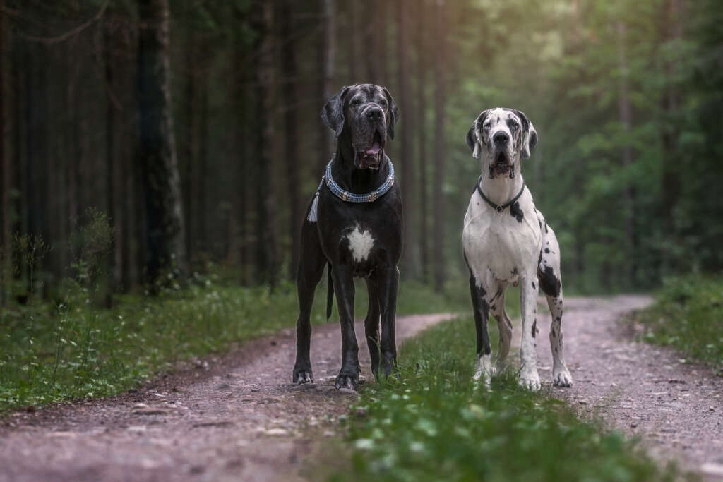 two great danes in a forest
