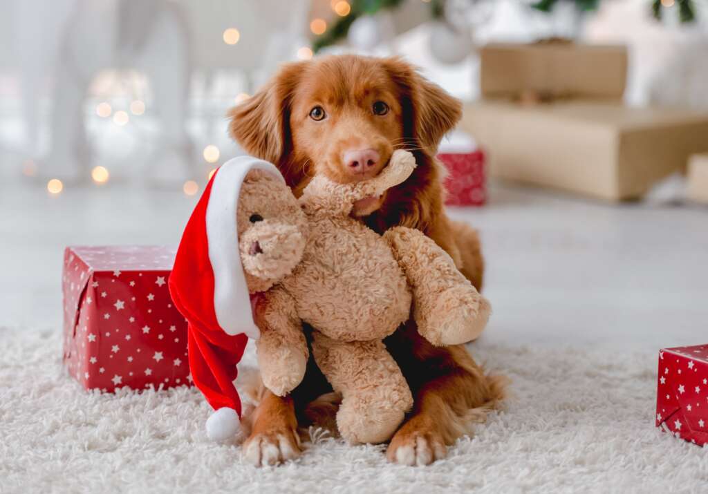 golden retriever holding Christmas stuffed toy