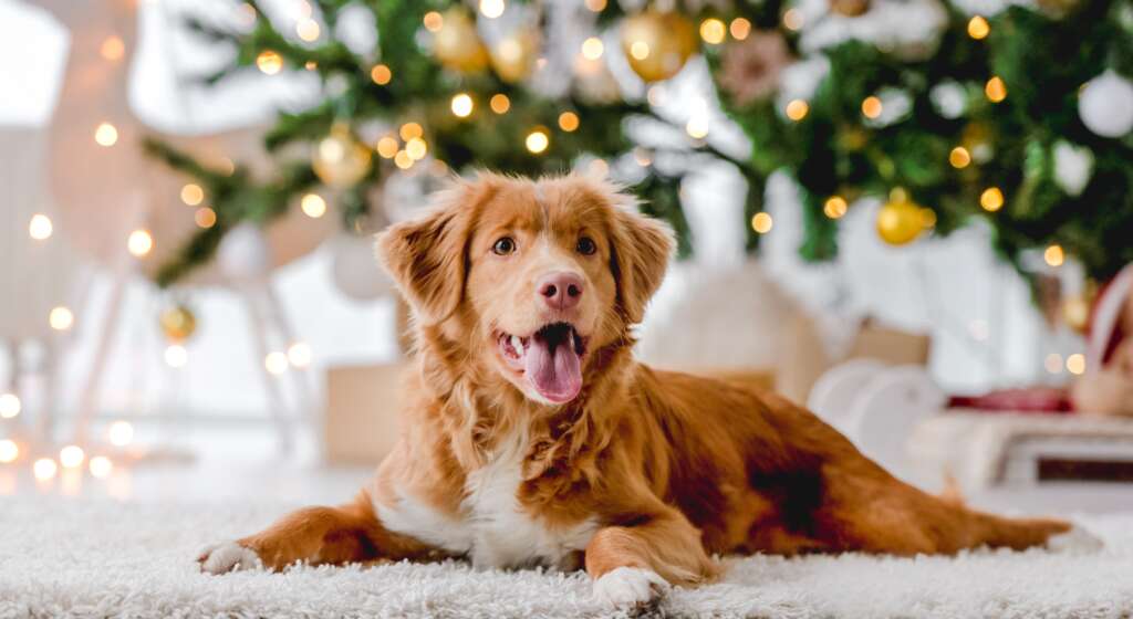 golden retriever lying near Christmas tree