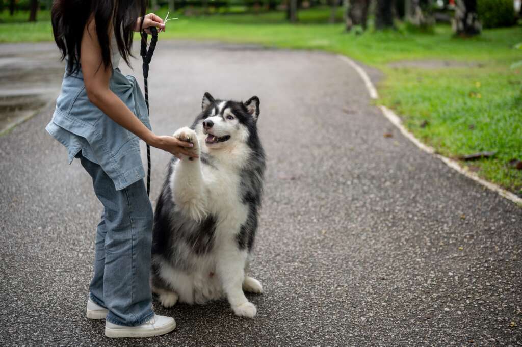 dog on leash giving owner paw