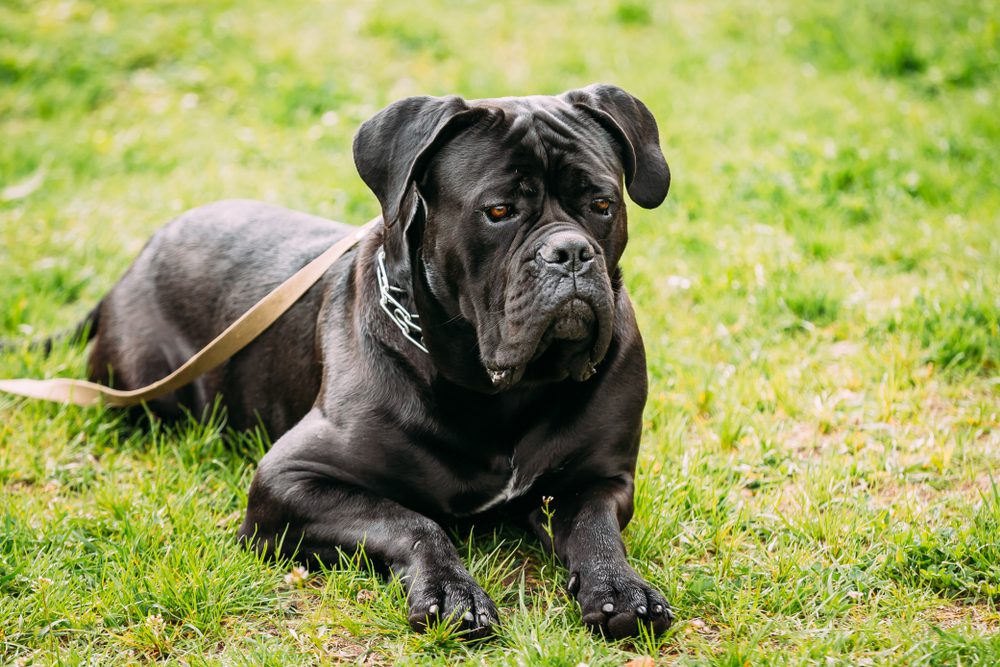 Black,Young,Cane,Corso,Dog,Sit,On,Green,Grass,Outdoors.