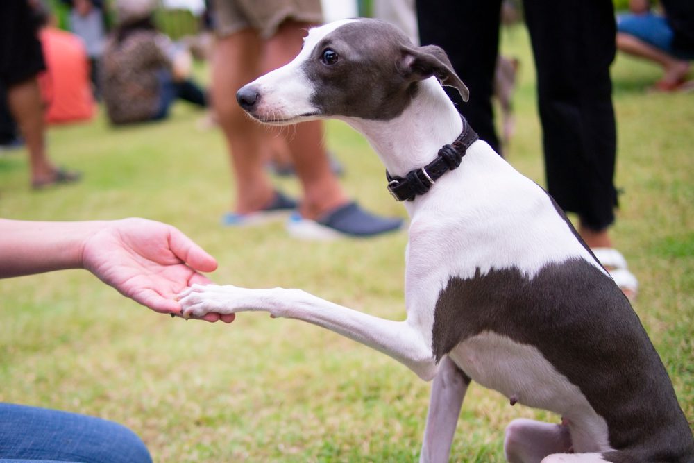 italian greyhound giving paw during training