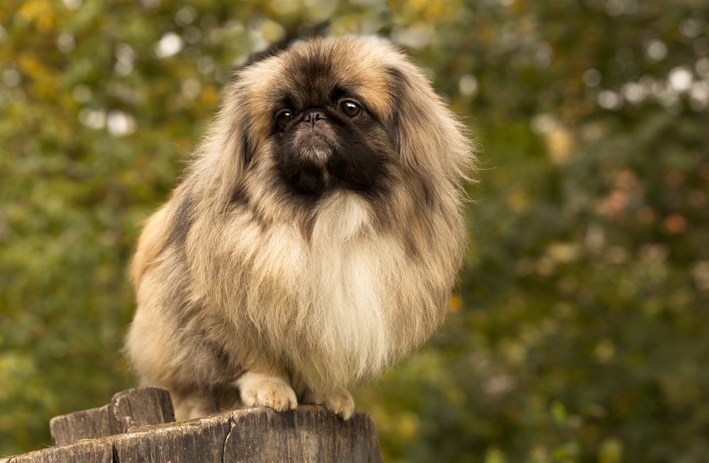 pekingese standing on wood in nature