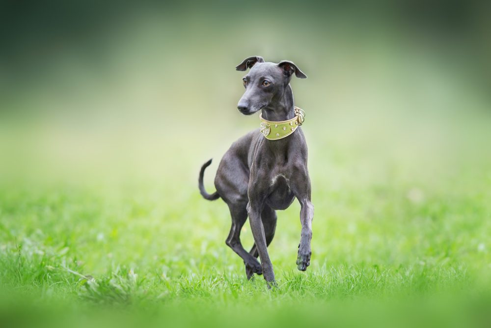 italian greyhound walking on grass
