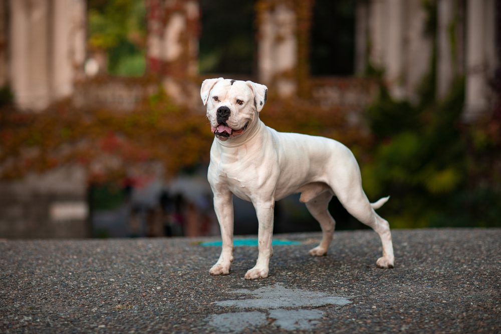 White,Dog,American,Bulldog,On,A,Background,Of,Autumn,Park