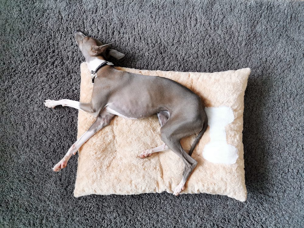 Dog sleeping on dog bed