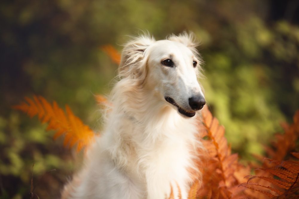 Profile,Portrait,Of,Beautiful,Russian,Borzoi,Dog,In,The,Forest