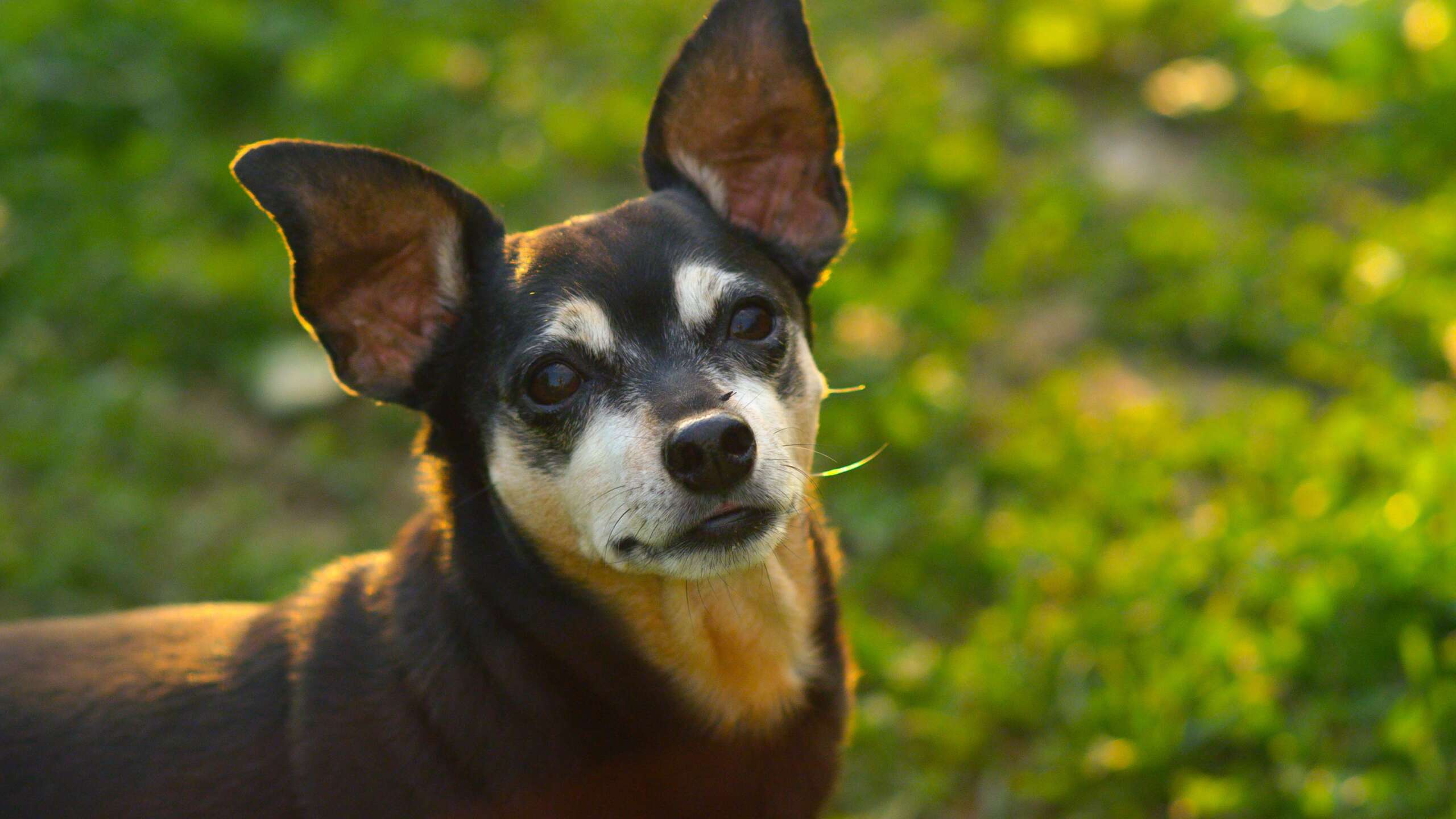 Close,Up:,Adorable,Senior,Miniature,Pinscher,In,Profile,,Looks,Into