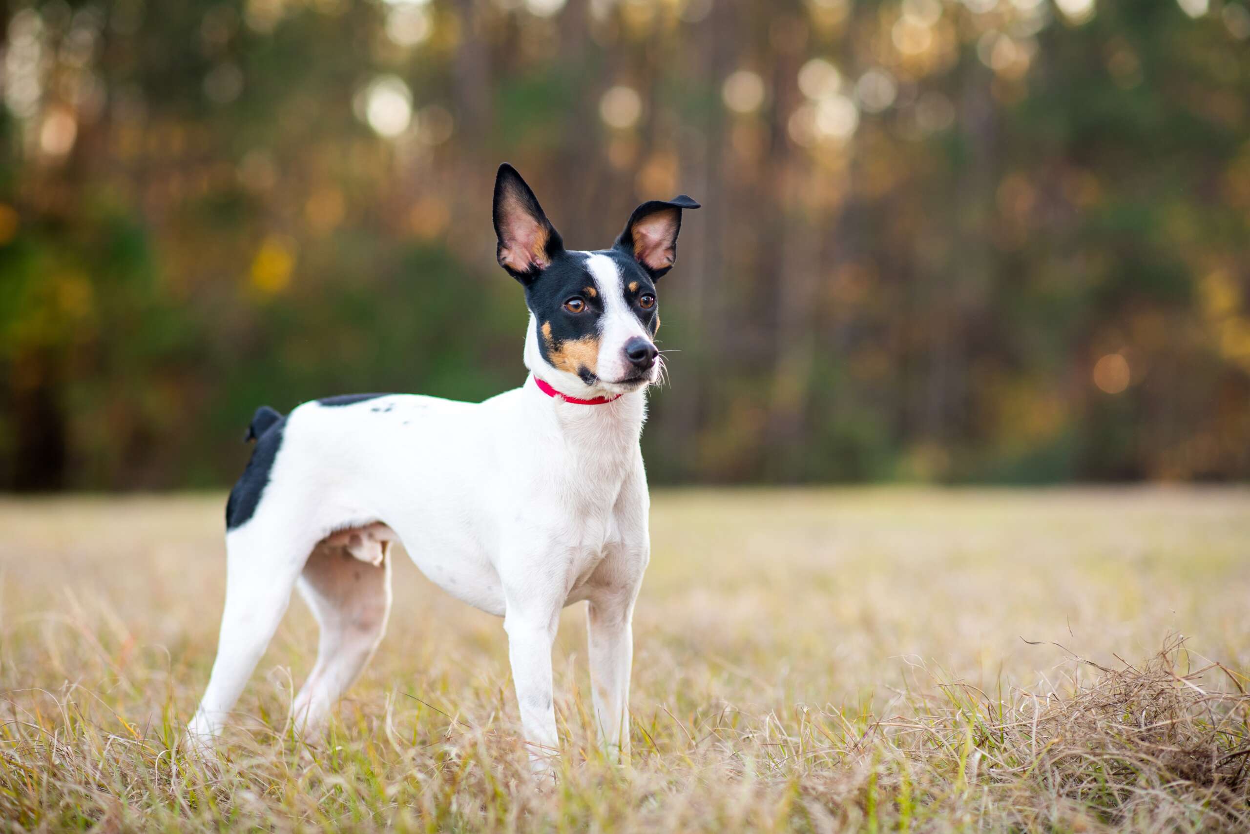 Rat,Terrier,In,A,Clearing,In,The,Woods,At,Sunset.