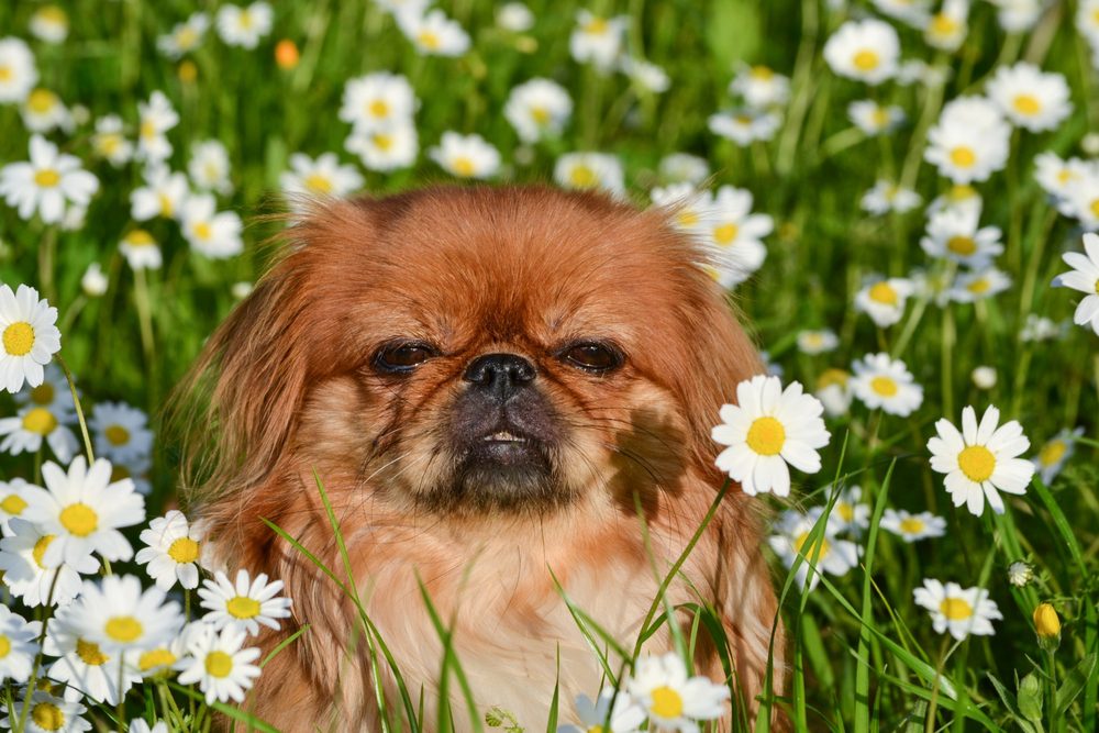 Sweet,Pekingese,Dog,Among,Daisies,In,Spring