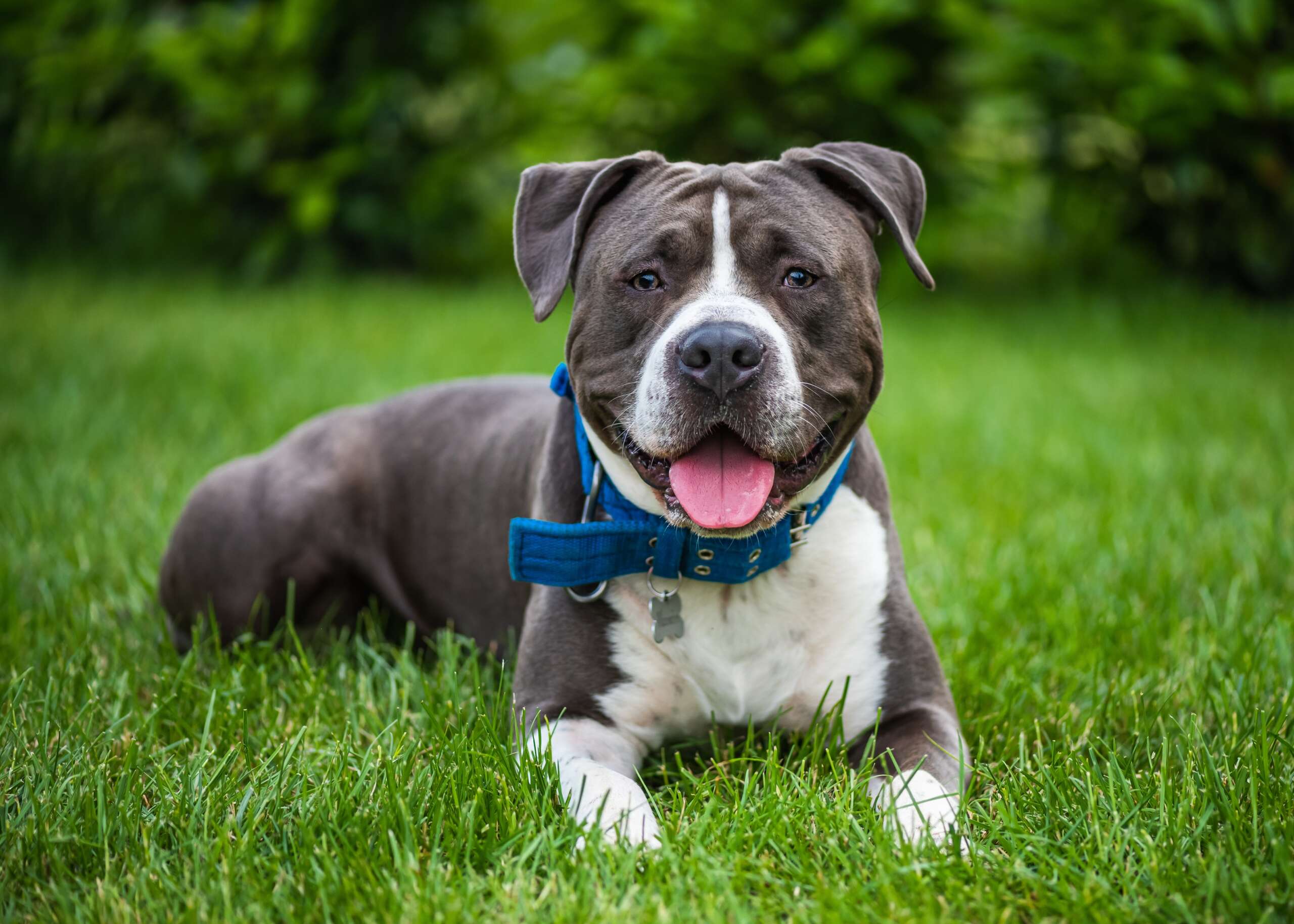 Blue,American,Staffordshire,Terrier,,American,Staffordshire,Terrier,In,A,Green