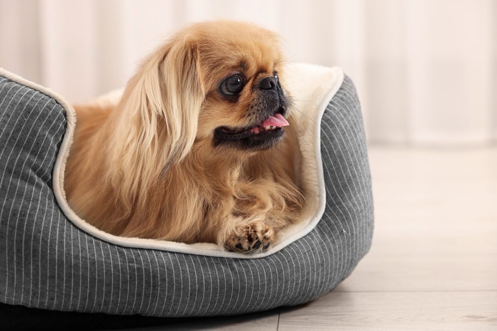  pekingese sat in dog bed