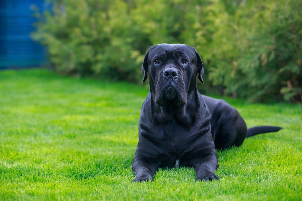 Beautiful,Big,Dog,Cane,Corso,Italiano,Breed,Lying,In,The