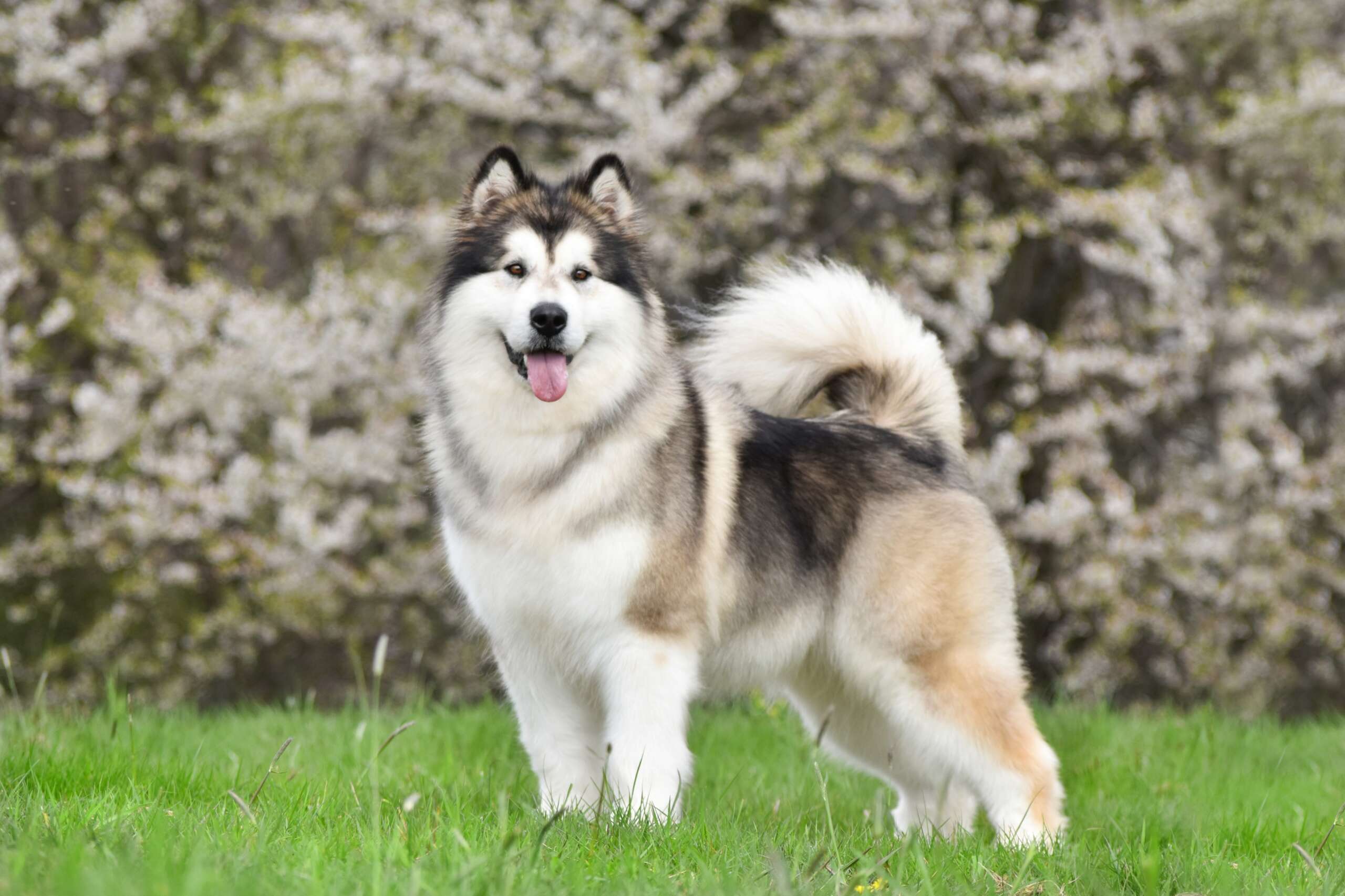 Alaskan,Malamute,Stands,On,Green,Grass,Against,The,Background,Of