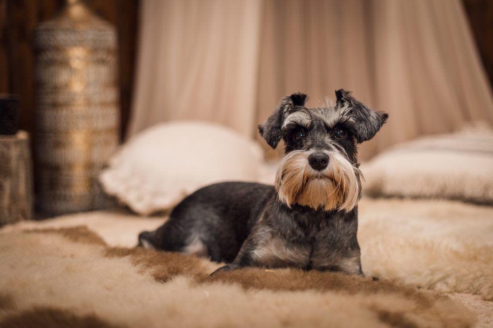 Miniature,Schnauzer,Potrait,Of,Mixed,Dog,,She,Is,A,Very