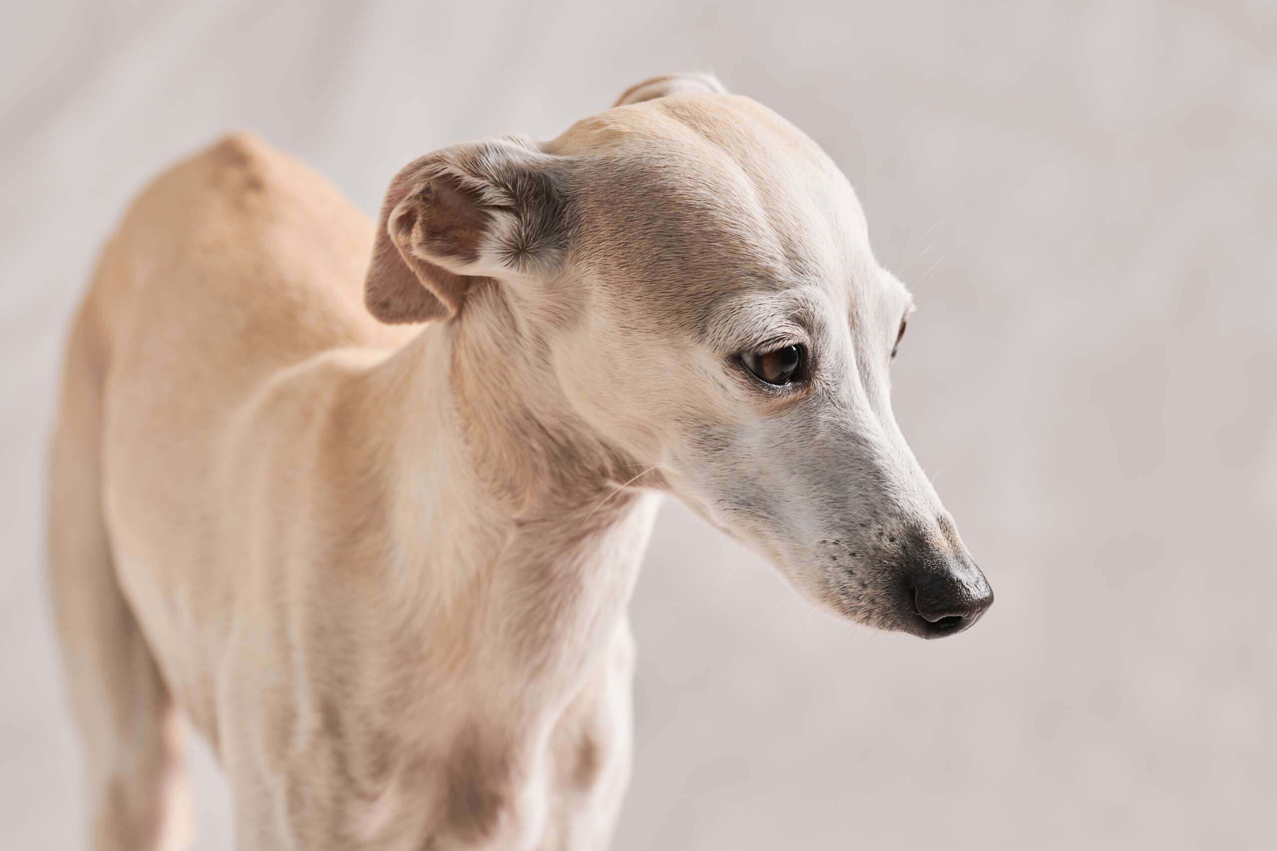 Portrait,Of,Italian,Greyhound,Male,Dog,Posing,Isolated,On,White