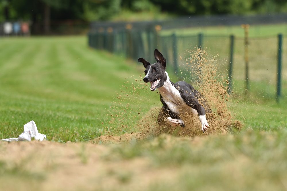 Whippet,,Racing,,Black,And,White,,Tassel,,Target