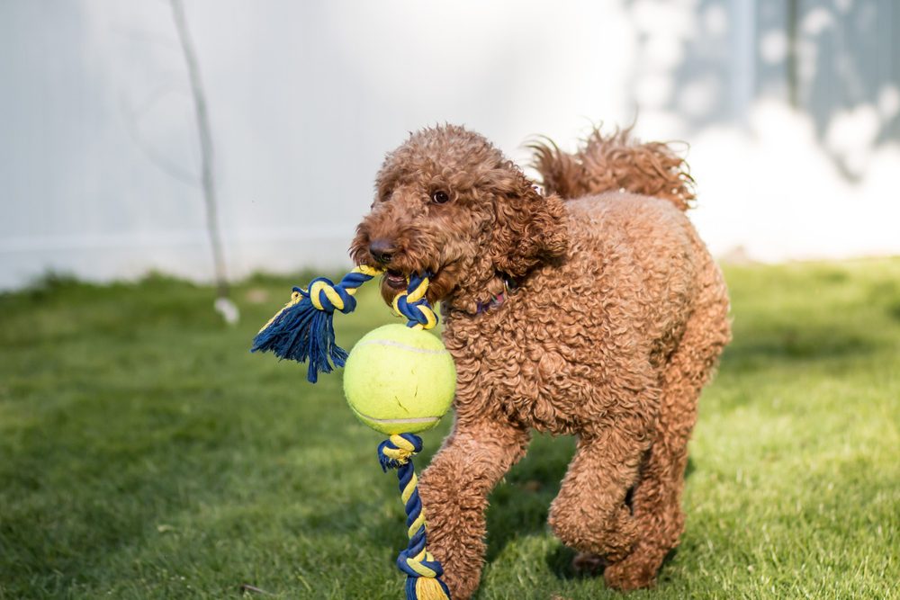 Closeup,Portrait,Of,Fluffy,Labradoodle,Dog,Running,And,Playing,With