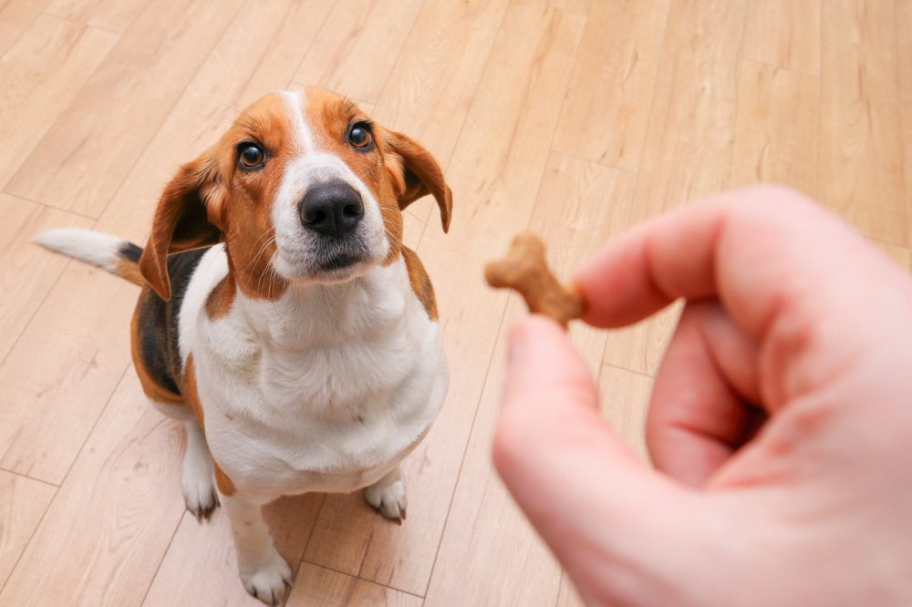 man giving dog treat
