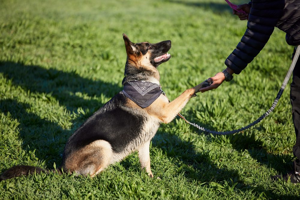 german shepherd giving paw to owner