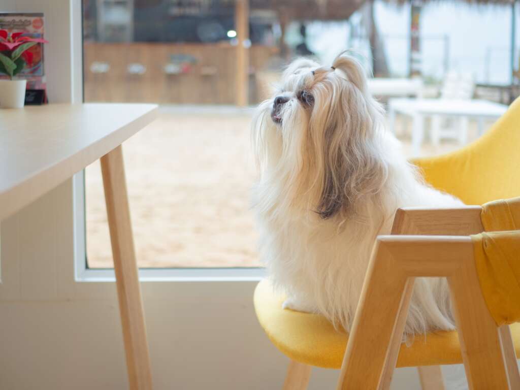 shih tzu sitting on yellow chair 