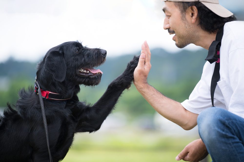 dog giving high five to owner