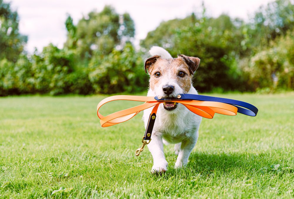 Happy,Dog,Holding,Leash,In,Mouth,Walking,In,Pet,Friendly