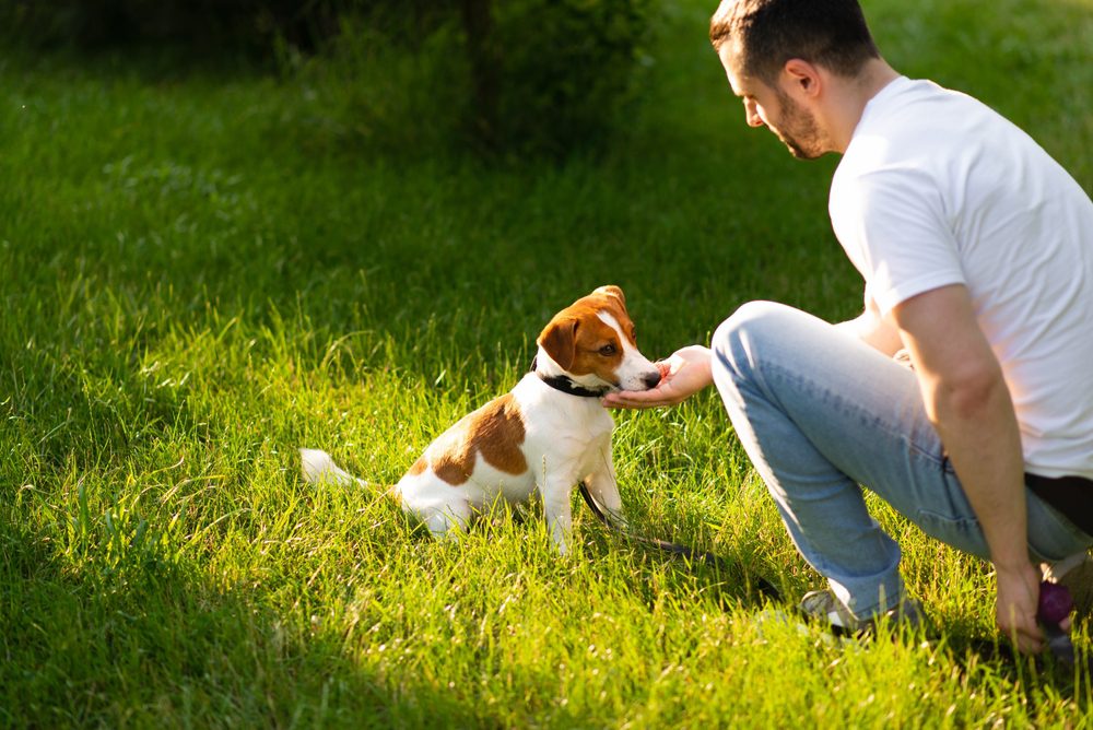 cute dog outdoors being petted