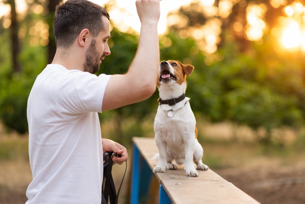 Cute,Jack,Russell,Terrier,Dog,Outdoors,Walking,And,Training,In