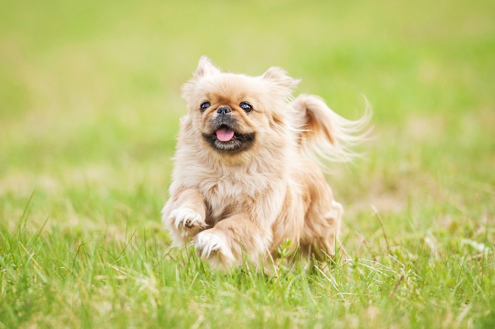 pekingese running in field