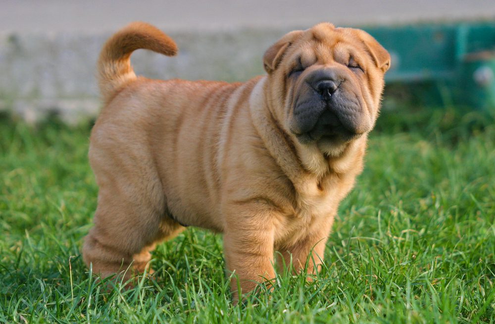 Portrait,Of,A,Puppy,Shar,Pei,Dog,In,Outdoors.