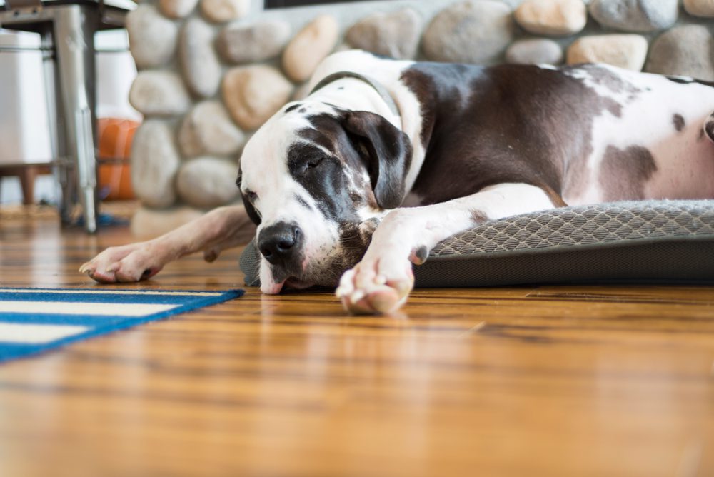 great dane sleeping on dog bed