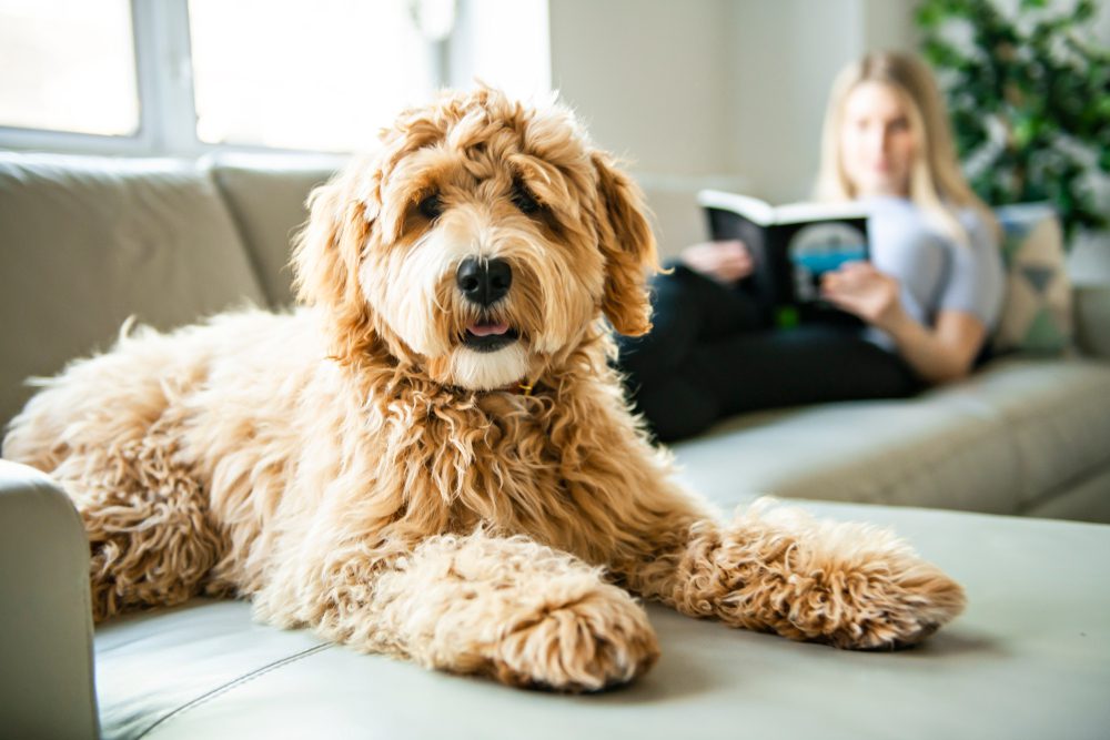 goldendoodle with owner at home